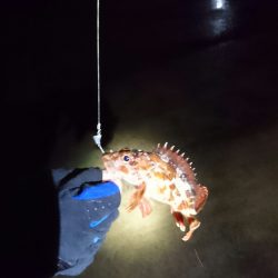 ヤリイカ狙いが・・・