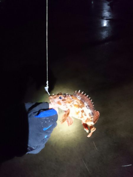 ヤリイカ狙いが・・・