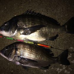 今回もまた‥…………