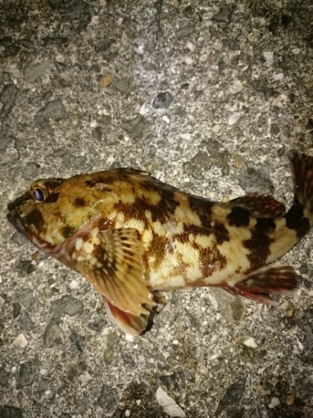 箱作でメバリング　まだまだ渋い