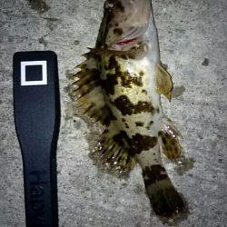 舞子漁港にてタケノコメバル・ソイ