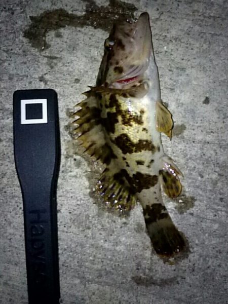 舞子漁港にてタケノコメバル・ソイ