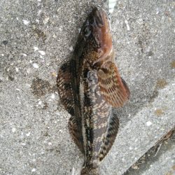 洲本川でシーバスゲーム