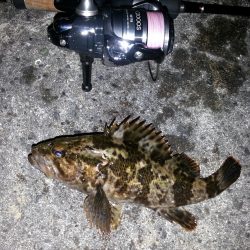 チニング調査。