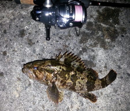 チニング調査。