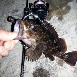 舞洲　チニングからのメバリング！