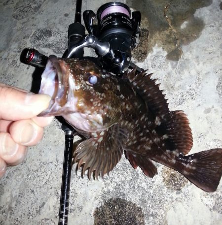 舞洲　チニングからのメバリング！