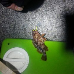 りんくうテトラ地帯でライトゲーム