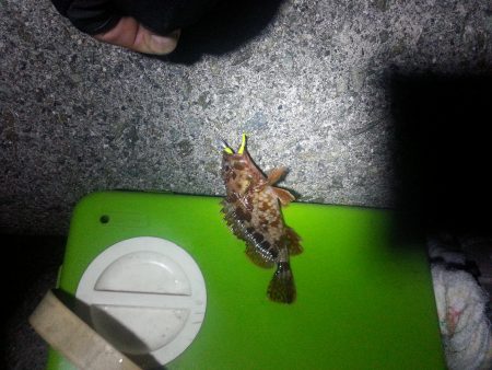 りんくうテトラ地帯でライトゲーム