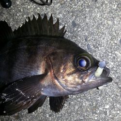 リベンジ、メバリング！