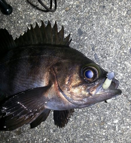 リベンジ、メバリング！