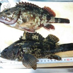 塩屋海岸　メバル探しに