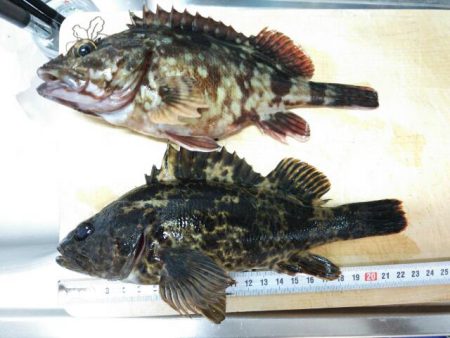 塩屋海岸　メバル探しに