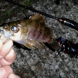 アジを求めランガン