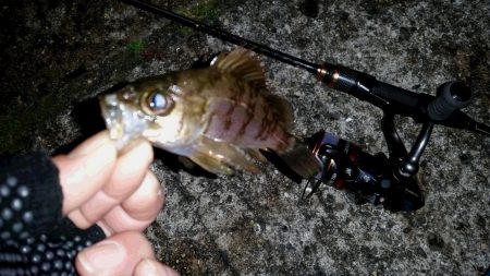 アジを求めランガン