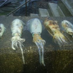 ｱｵﾘｲｶ1.1㌔を頭に５杯GET！