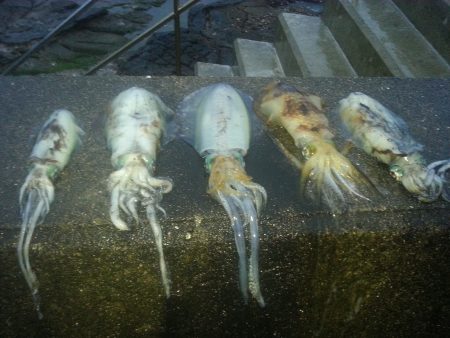 ｱｵﾘｲｶ1.1㌔を頭に５杯GET！