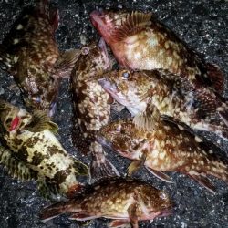 雨はイヤだー　箱作でのメバリング