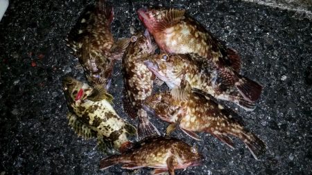 雨はイヤだー　箱作でのメバリング