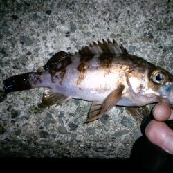 【28日】浅茂川メバリング釣行