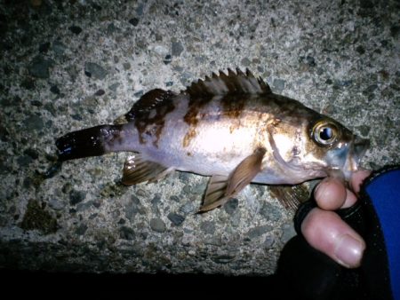 【28日】浅茂川メバリング釣行
