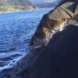 やつと41cmのグレ・・・