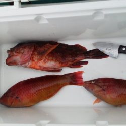 イカ釣れず・・ガシラとベラ・・・