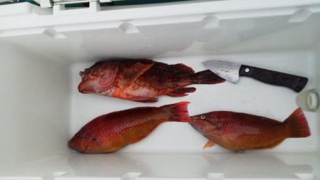 イカ釣れず・・ガシラとベラ・・・