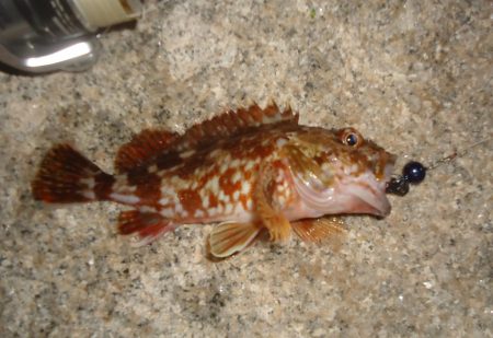 シーバスお留守