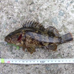 南芦屋浜 ワームで穴釣り