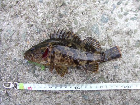 南芦屋浜 ワームで穴釣り