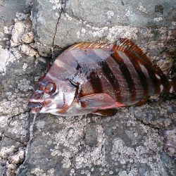 地磯釣行 グレは何処？