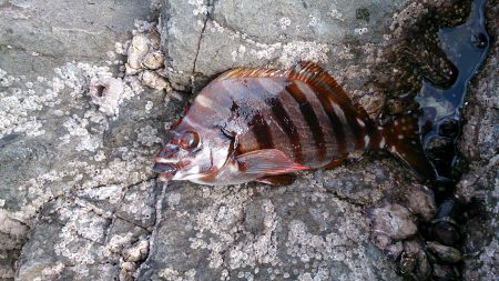 地磯釣行 グレは何処？