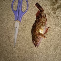 メバリングだけどガシラだけ