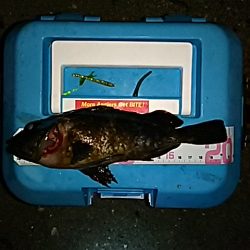 メバルは、何処に！