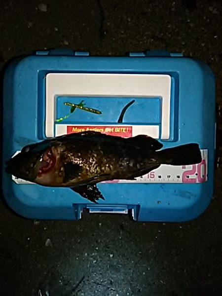 メバルは、何処に！