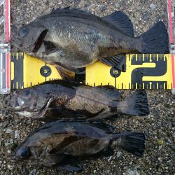 2月7日(土)垂水一文字釣果