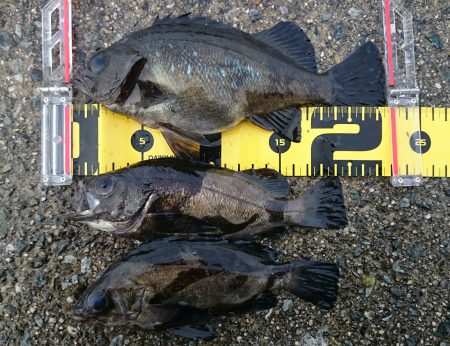 2月7日(土)垂水一文字釣果