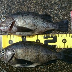 垂水一文字探り釣り釣果報告