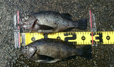 垂水一文字探り釣り釣果報告