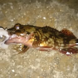 青岸でガシリング