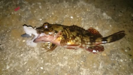 青岸でガシリング