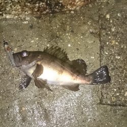 東二見人工島、チビメバルばかり(^_^;)