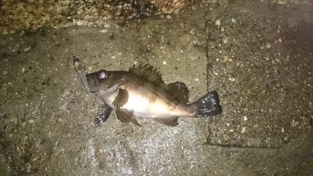 東二見人工島、チビメバルばかり(^_^;)