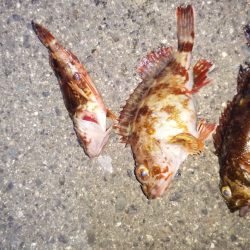 和歌山メバリングランガン メバルの活性が悪い