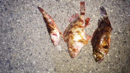 和歌山メバリングランガン メバルの活性が悪い