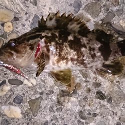 メバリングでしたが、、、