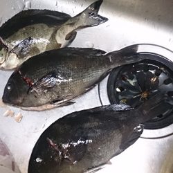 沖磯 フカセ釣果です。