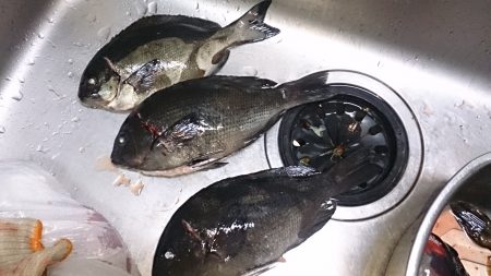 沖磯 フカセ釣果です。