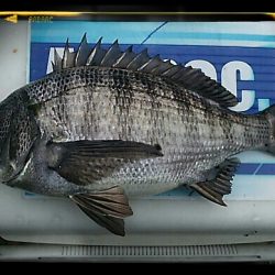 エビ撒き釣り2015*2*15